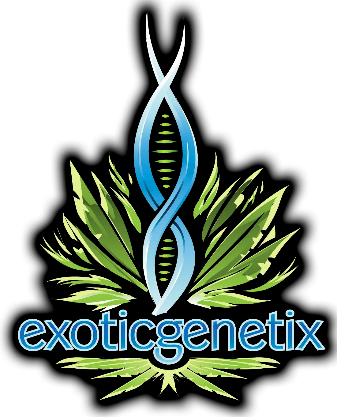 Blackout Bobby Wax by Exotic Genetix